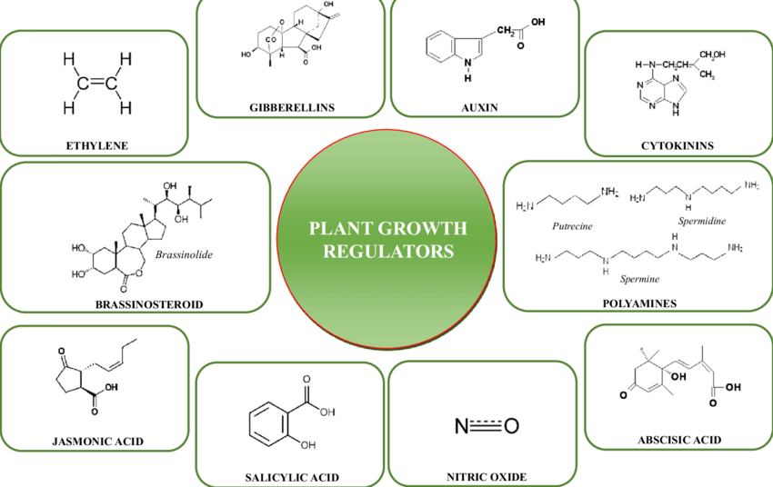 Basic-structures-of-plant-growth-regulators-discussed-in-the-present-paper