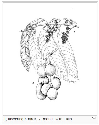 ilustrasi pohon buah gandaria