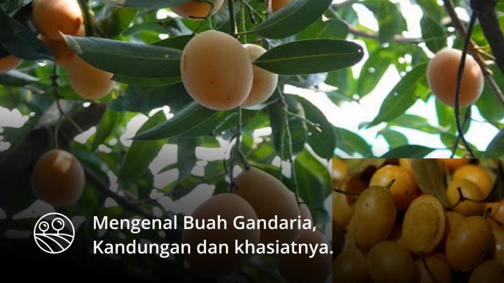 BUAH GANDARIA : KANDUNGAN DAN KHASIAT BUAH GANDARIA : KANDUNGAN DAN KHASIAT