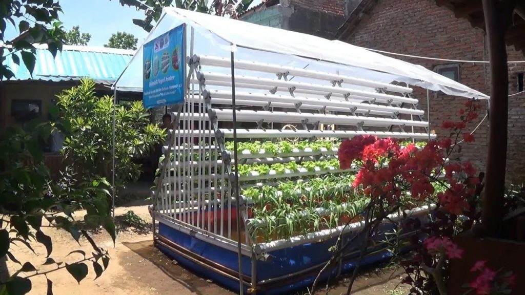 Aquaponik, Budidaya Tanaman dan Ikan Jadi Makin Seru Aquaponik, Budidaya Tanaman dan Ikan Jadi Makin Seru