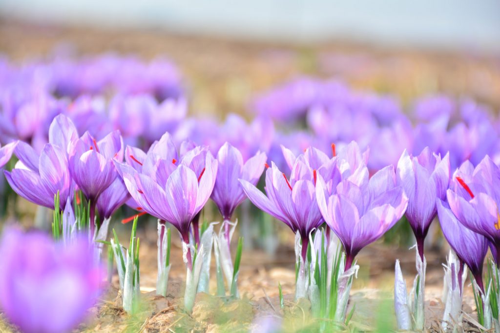 Mengenal Saffron, Emas Merah Kaya Manfaat Asal Iran Mengenal Saffron, Emas Merah Kaya Manfaat Asal Iran