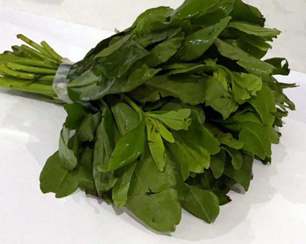 Selain Lezat, Inilah 8 Manfaat Daun Ginseng untuk Kesehatan Selain Lezat, Inilah 8 Manfaat Daun Ginseng untuk Kesehatan