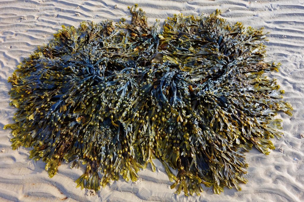 6 Langkah Budidaya Rumput Laut 6 Langkah Budidaya Rumput Laut