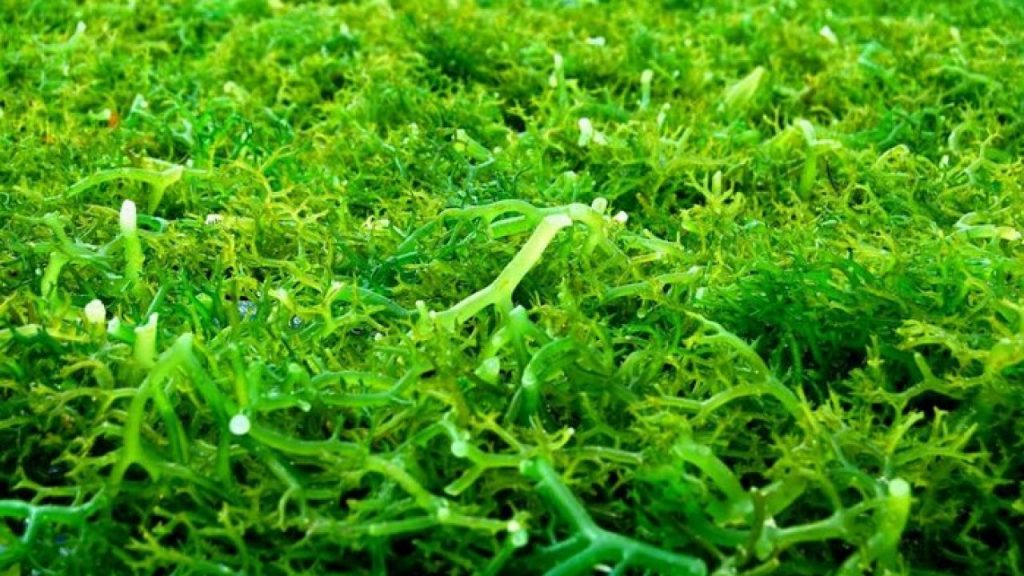 Produksi Rumput Laut Indonesia dan 8 Manfaatnya Produksi Rumput Laut Indonesia dan 8 Manfaatnya