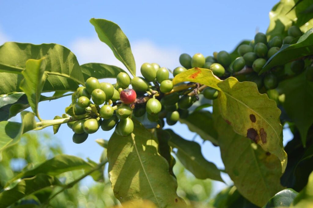 Hama dan Penyakit Umum pada Tanaman Kopi Hama dan Penyakit Umum pada Tanaman Kopi