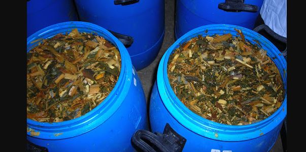 Cara Pembuatan Silase, Pakan Ternak Alternatif di Musim Kemarau Cara Pembuatan Silase, Pakan Ternak Alternatif di Musim Kemarau