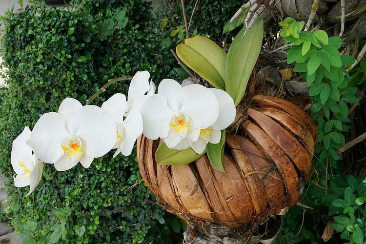 Cara Menanam Anggrek Di Pohon Cara Menanam Anggrek Di Pohon