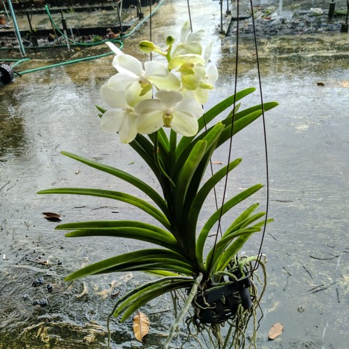 Cara Menanam Anggrek Vanda Cara Menanam Anggrek Vanda