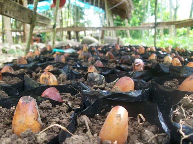 Cara Menanam Biji Durian Cara Menanam Biji Durian