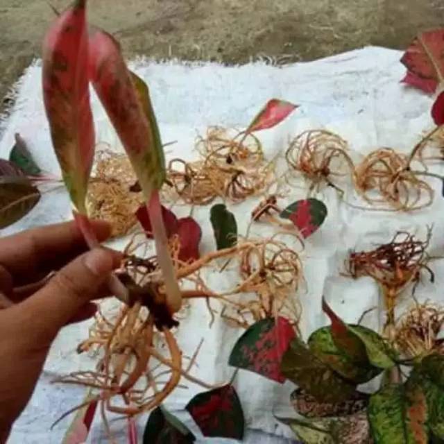 Cara Menanam Bonggol Aglonema Beli Online Cara Menanam Bonggol Aglonema Beli Online