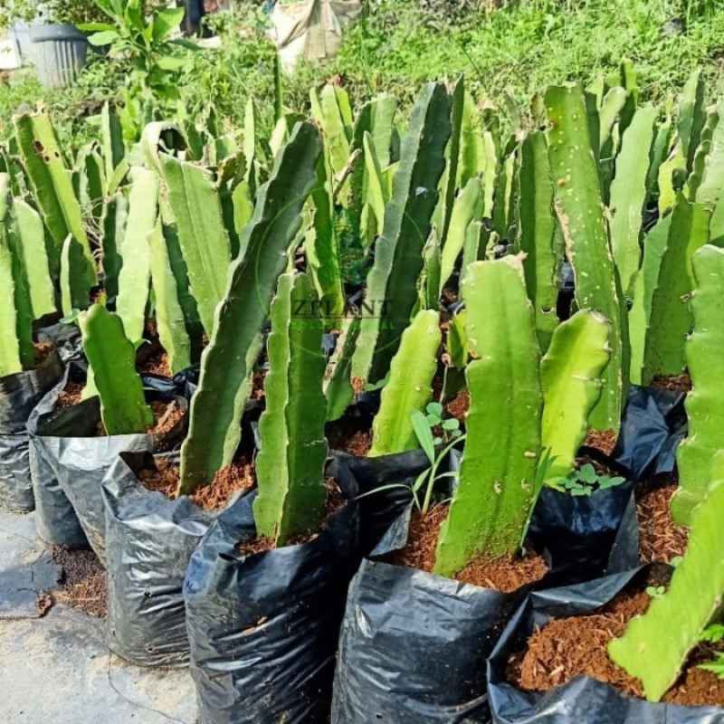 Cara Menanam Buah Naga Cara Menanam Buah Naga