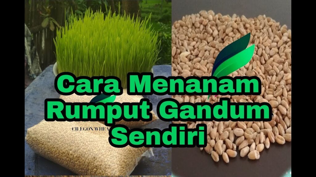 Cara Menanam Wheatgrass Cara Menanam Wheatgrass