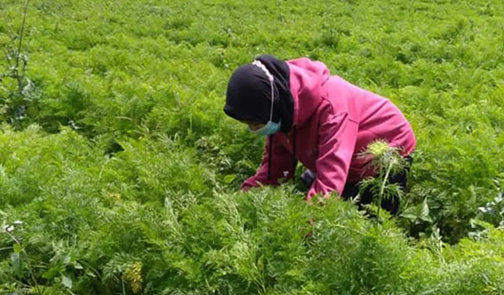 Cara Menanam Wortel Di Kebun Cara Menanam Wortel Di Kebun