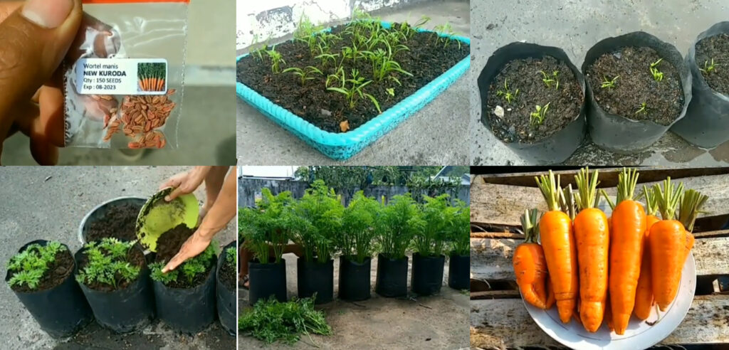 Cara Menanam Wortel Di Polybag Cara Menanam Wortel Di Polybag