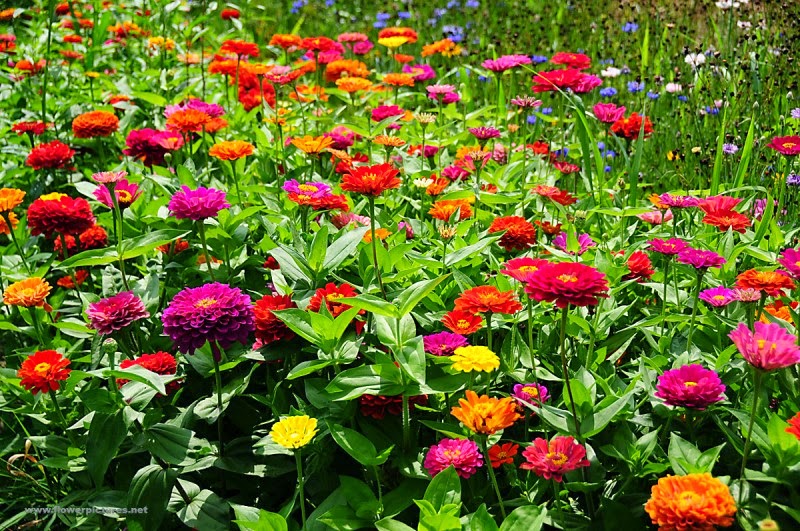 Cara Menanam Zinnia Dari Biji Cara Menanam Zinnia Dari Biji