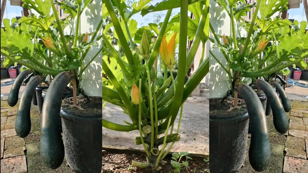 Cara Menanam Zucchini