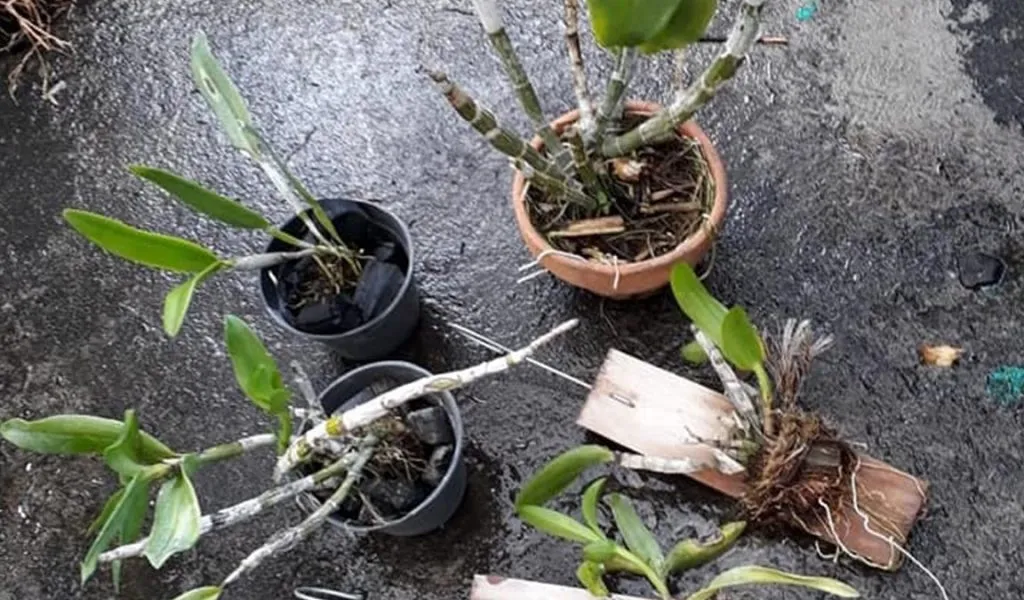 Cara Menanam Anggrek Di Pot Cara Menanam Anggrek Di Pot