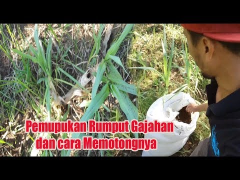 Cara Pemupukan Rumput Gajah Cara Pemupukan Rumput Gajah