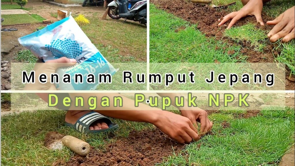 Cara Pemupukan Rumput Jepang