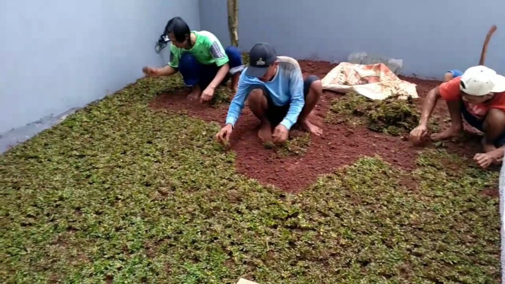Cara Pemupukan Rumput Taman Cara Pemupukan Rumput Taman