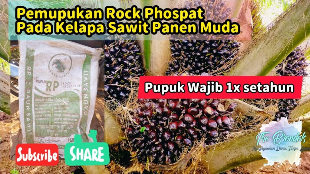 Cara Aplikasi Pupuk Rock Phosphate Cara Aplikasi Pupuk Rock Phosphate