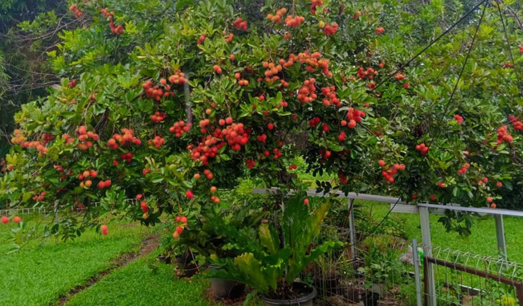 Cara Pemupukan Rambutan Cara Pemupukan Rambutan
