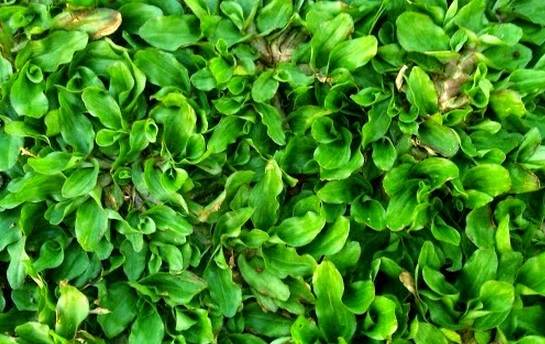 Cara Pemupukan Rumput Gajah Mini Cara Pemupukan Rumput Gajah Mini